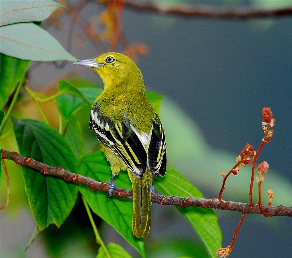 Common Iora wallpaper