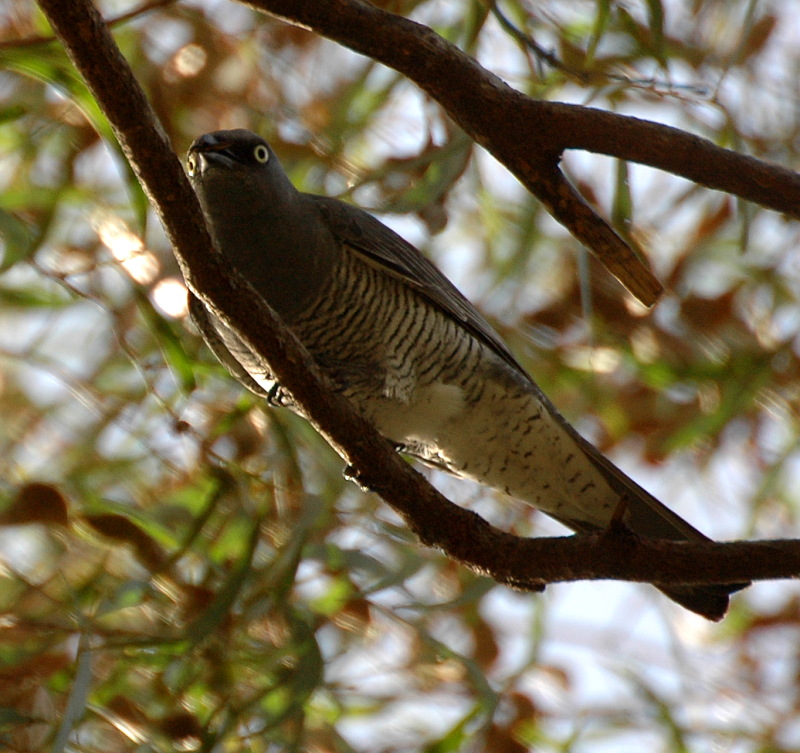 Barred Cuckoo-shrike wallpaper