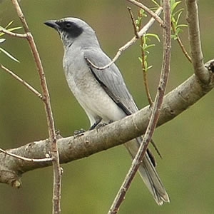 Black-faced Cuckoo-shrike wallpaper