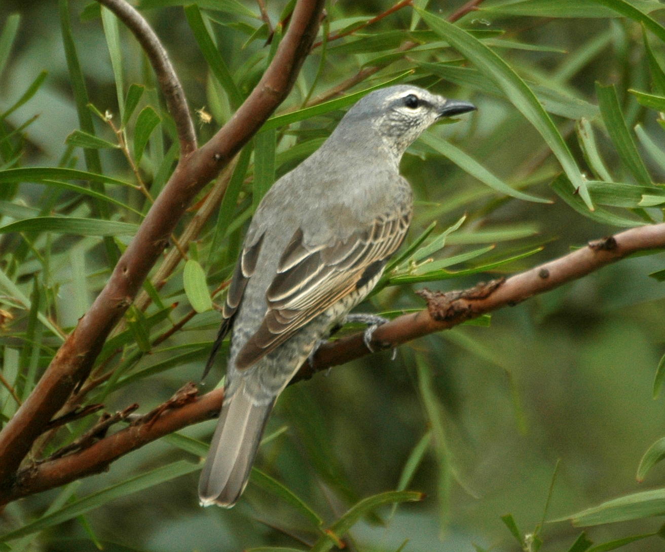 Cicadabird wallpaper