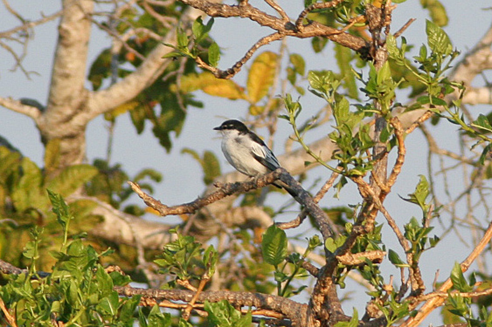 White-shouldered Triller wallpaper