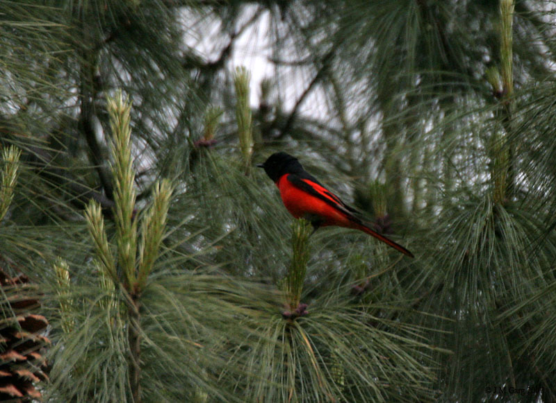 Long-tailed Minivet wallpaper