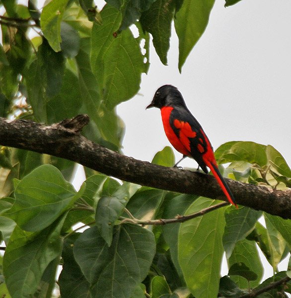 Scarlet Minivet wallpaper