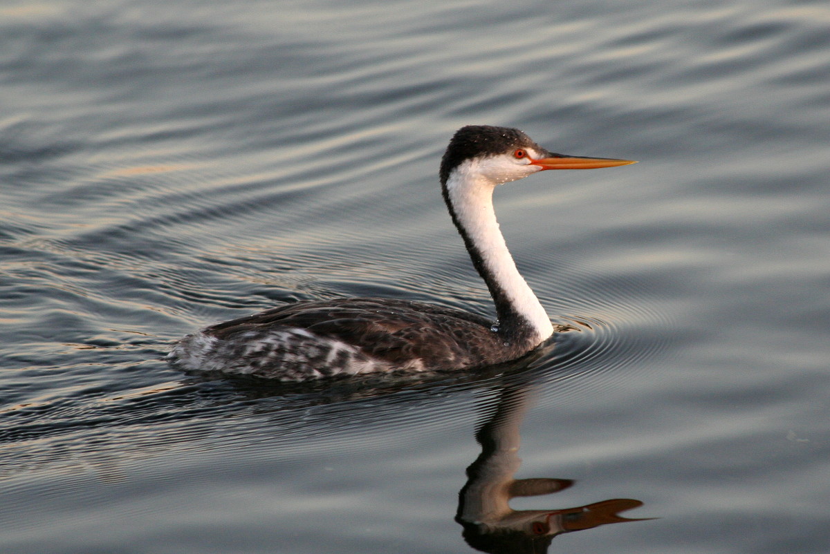 Clark's Grebe wallpaper