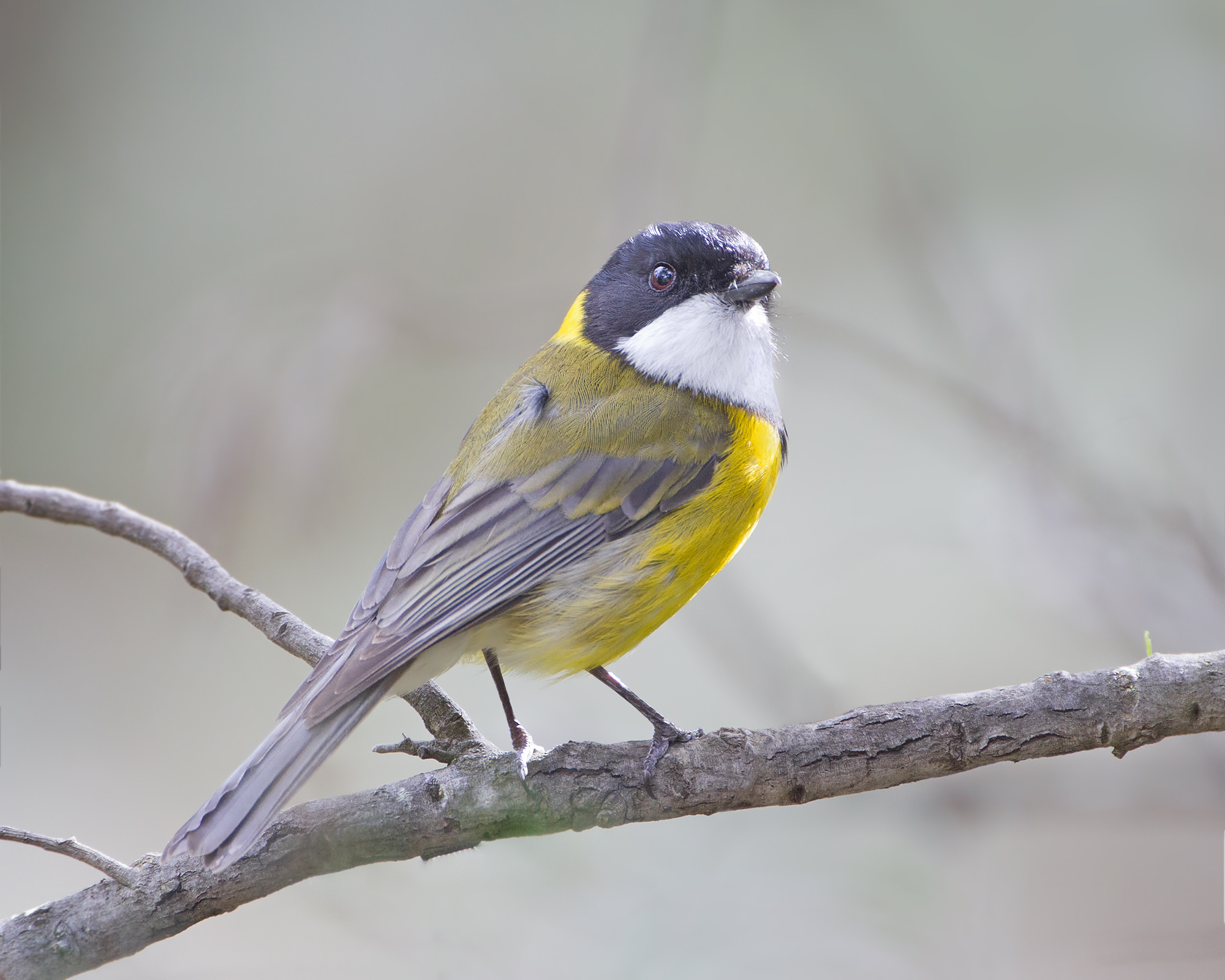 Golden Whistler wallpaper