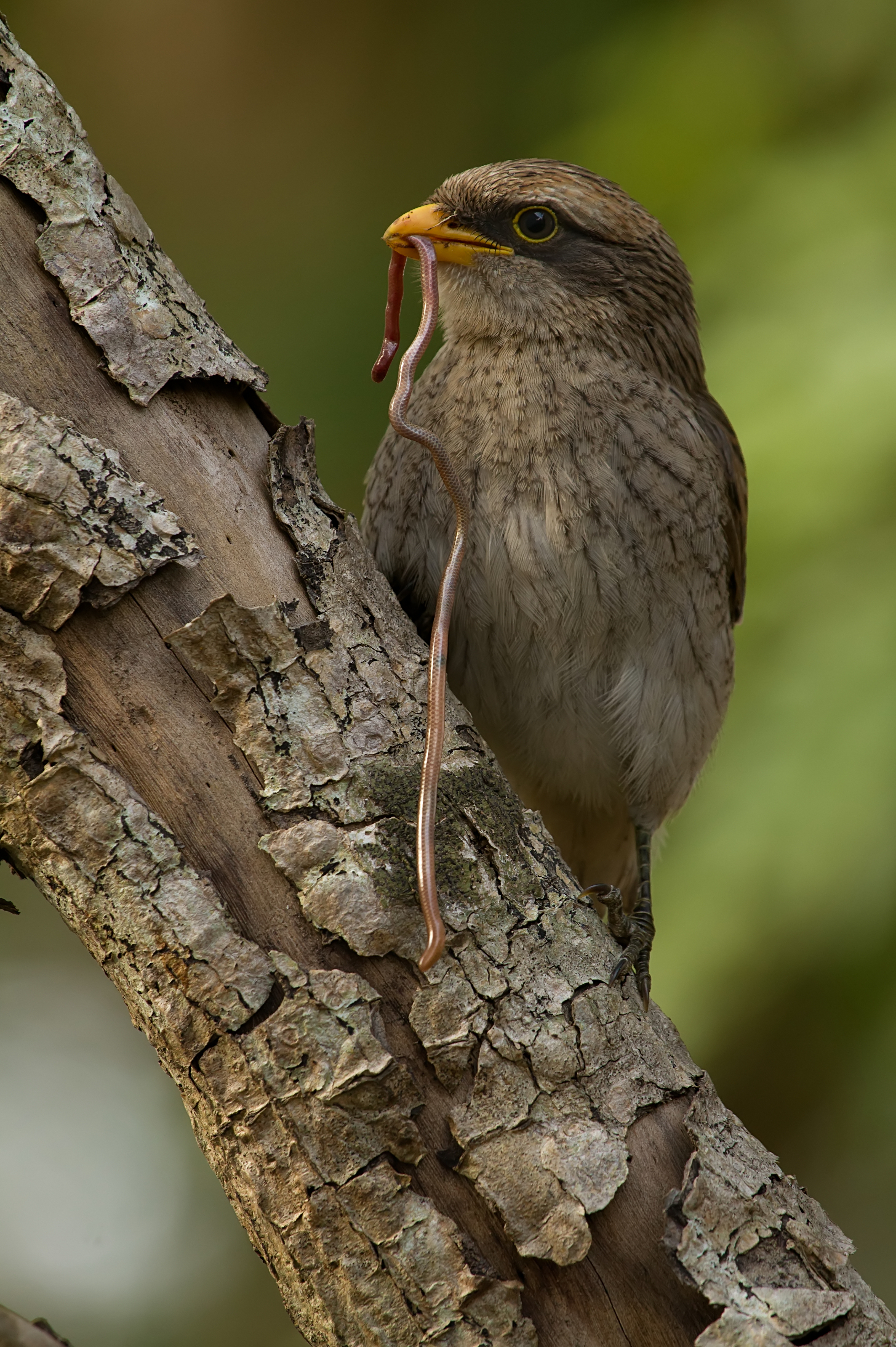 Yellow-billed Shrike wallpaper