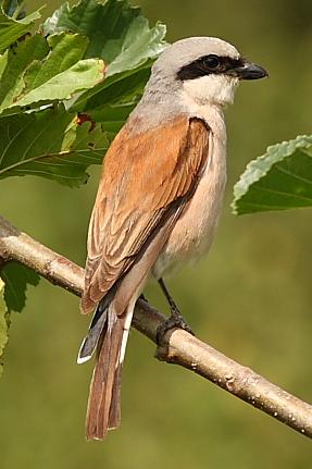 Red-backed Shrike wallpaper