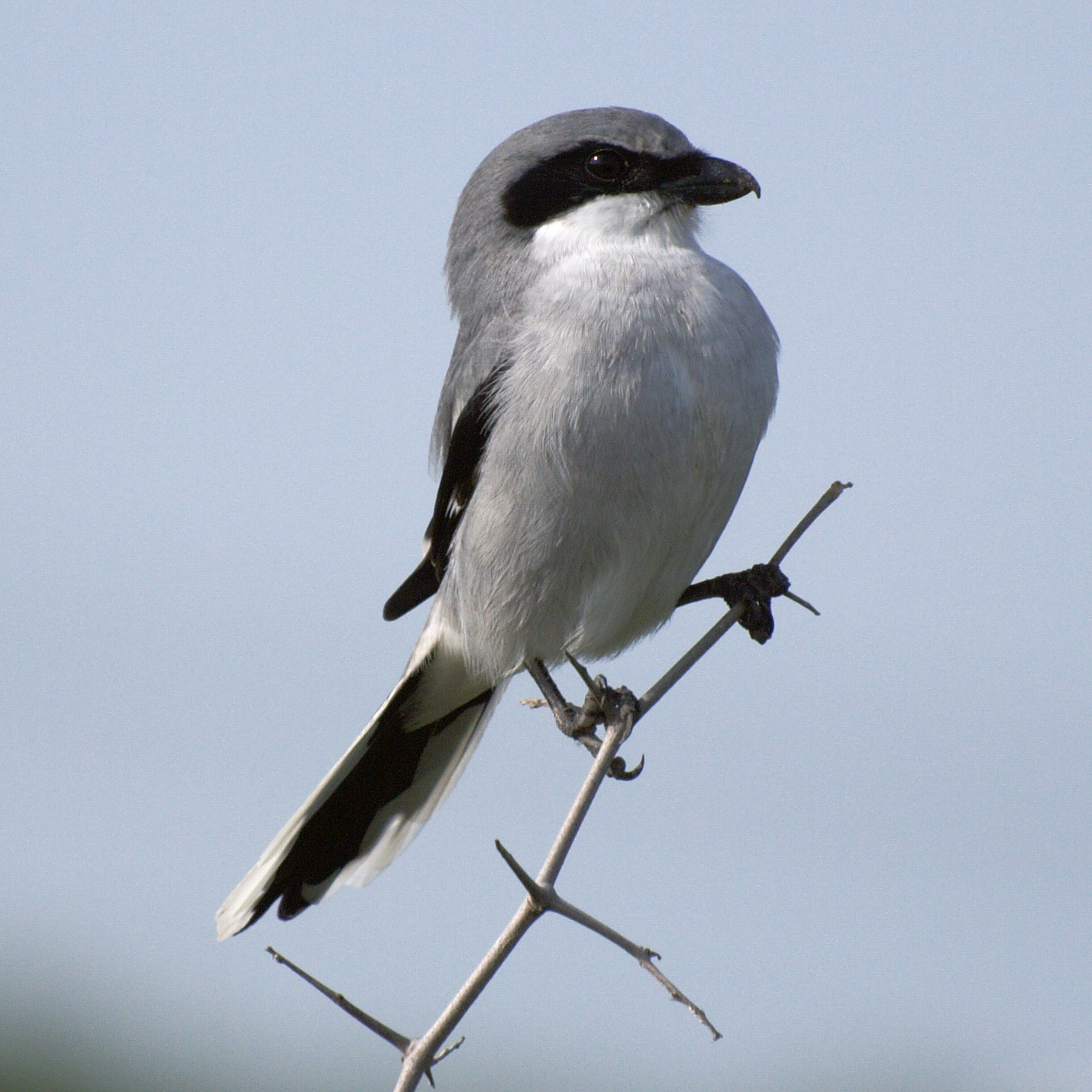 Loggerhead Shrike wallpaper