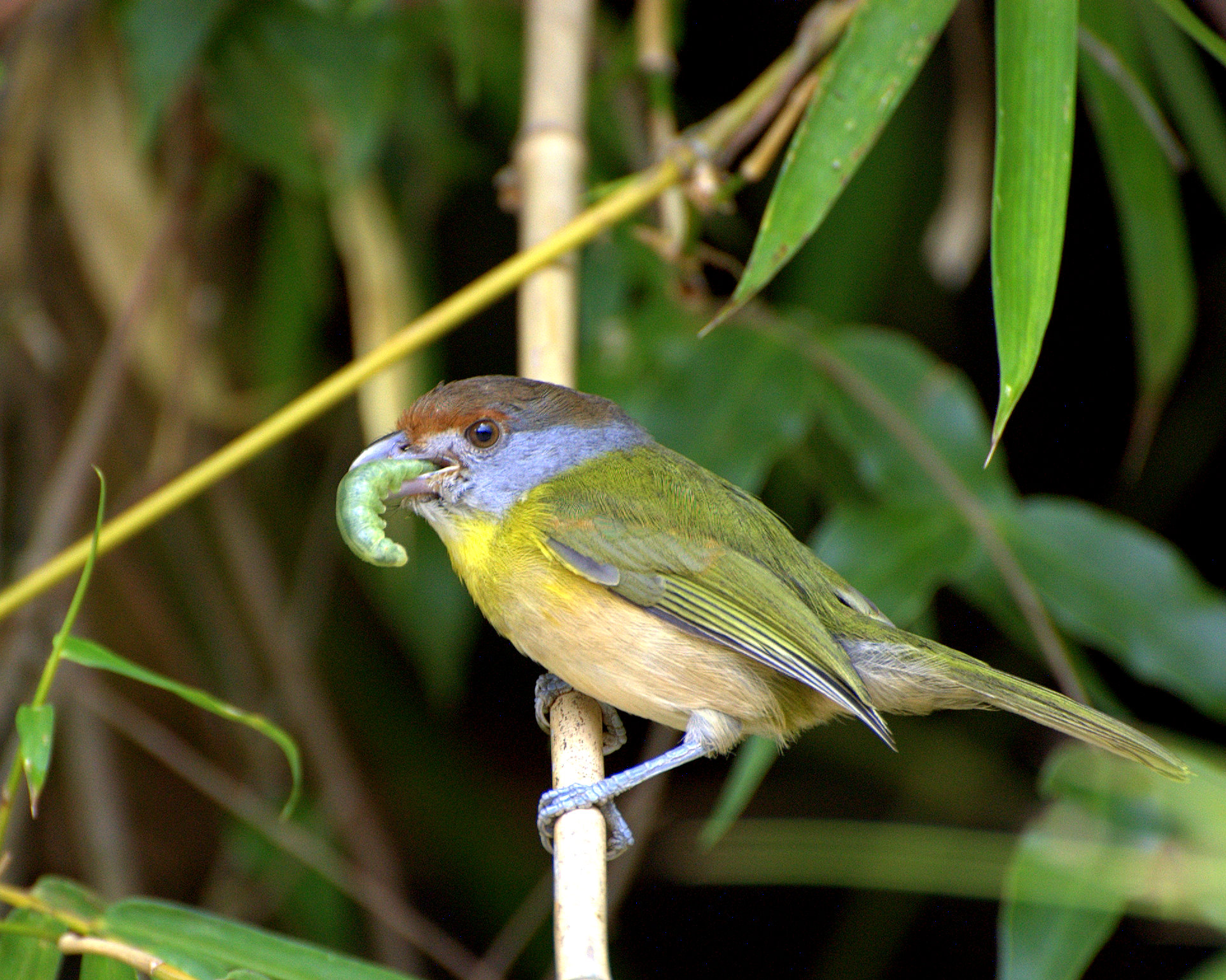 Rufous-browed Peppershrike wallpaper