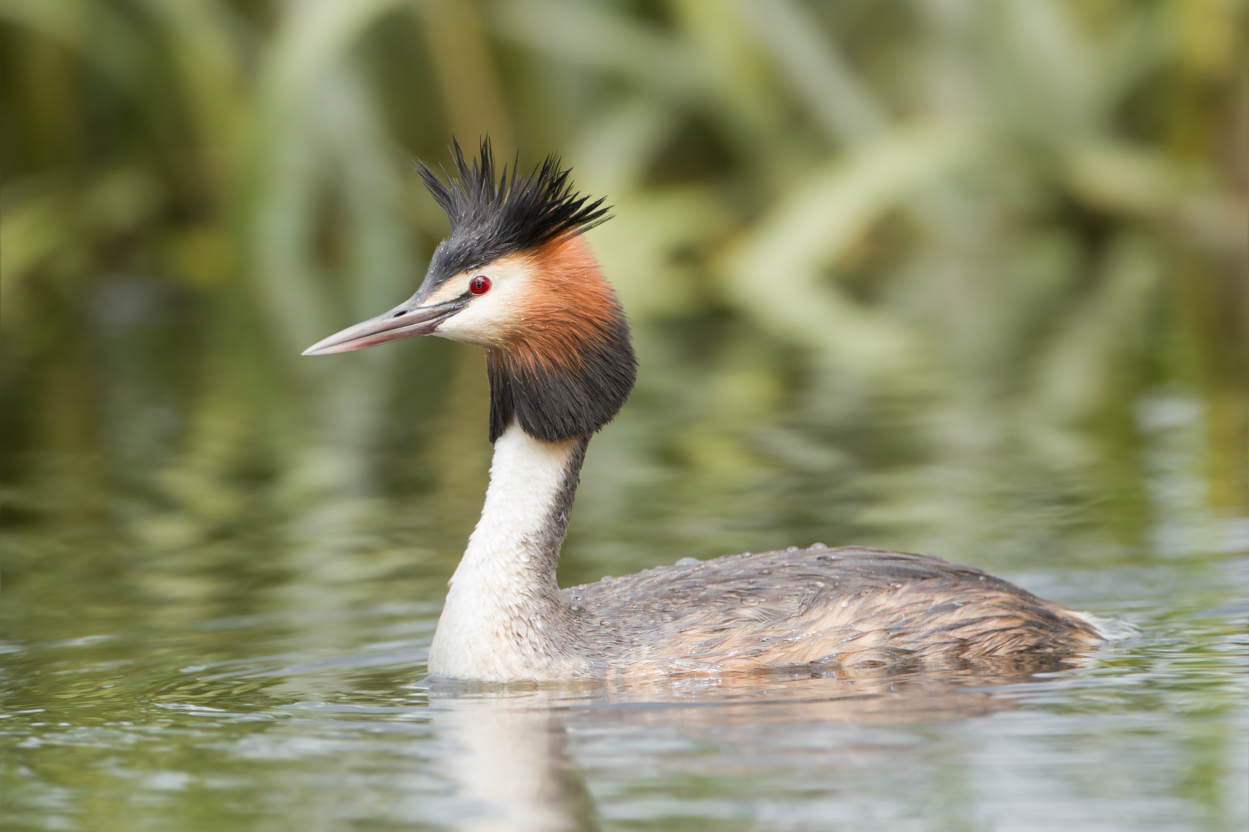 Great Crested Grebe wallpaper