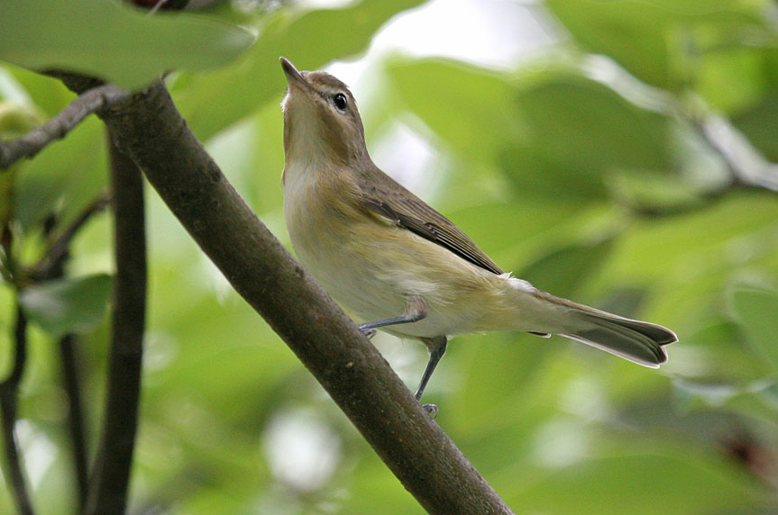 Warbling Vireo wallpaper