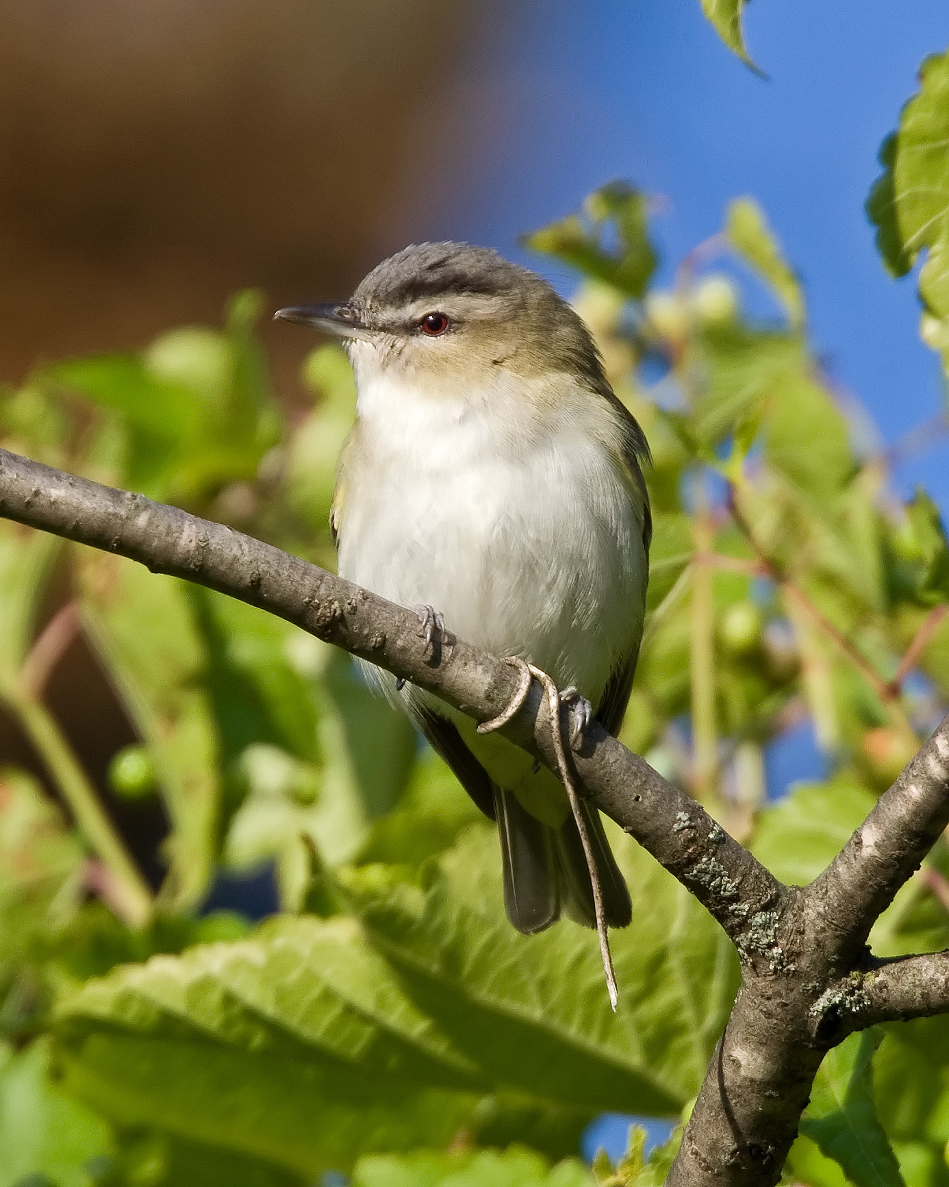 Red-eyed Vireo wallpaper