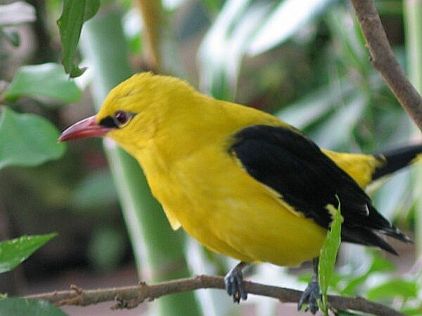 Golden Oriole wallpaper