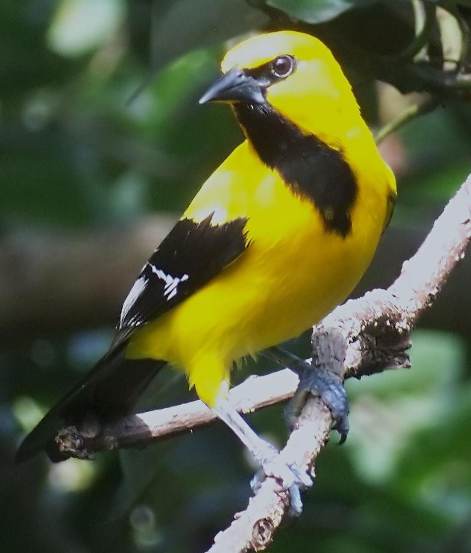 Yellow Oriole wallpaper