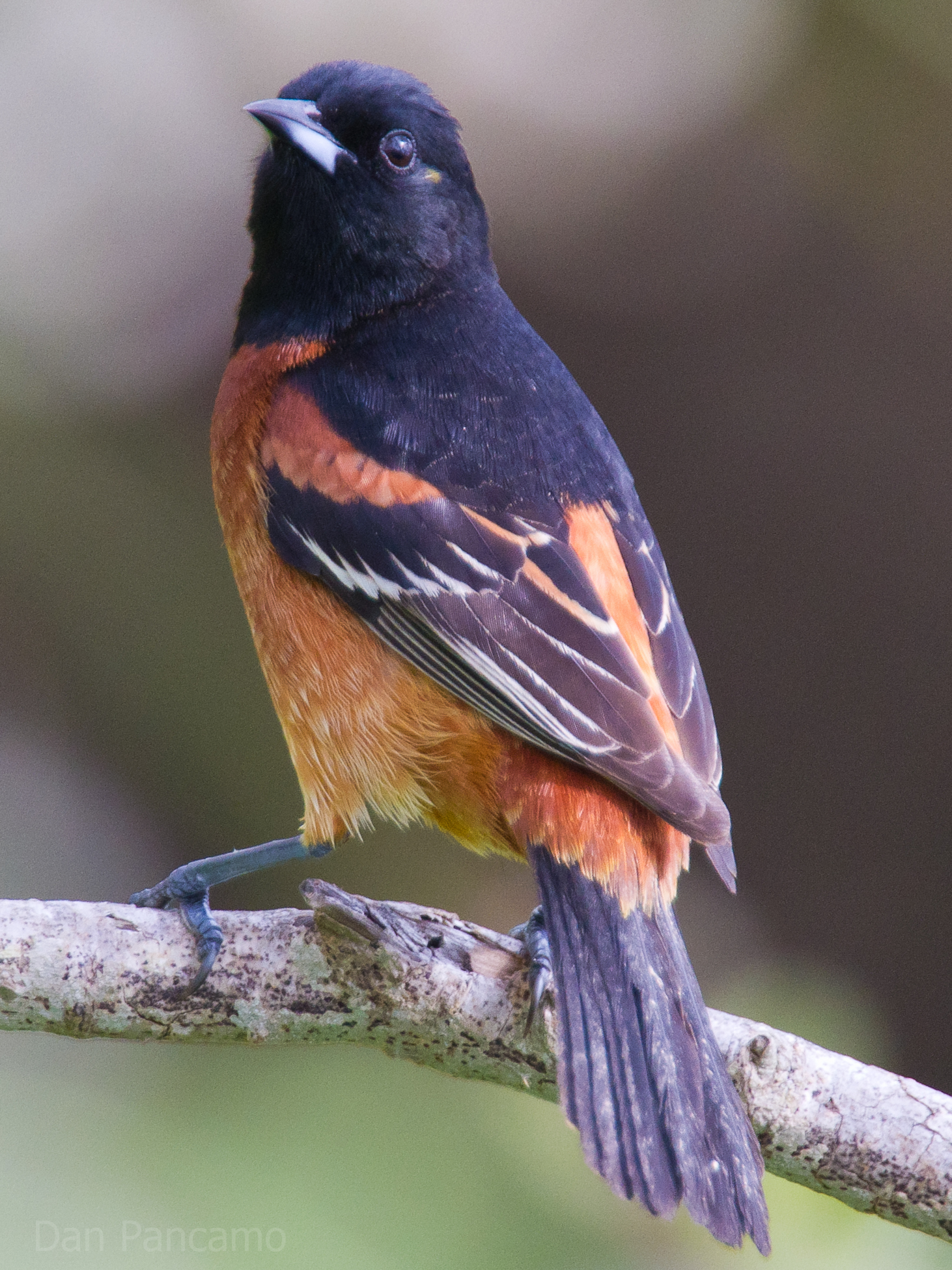 Orchard Oriole wallpaper