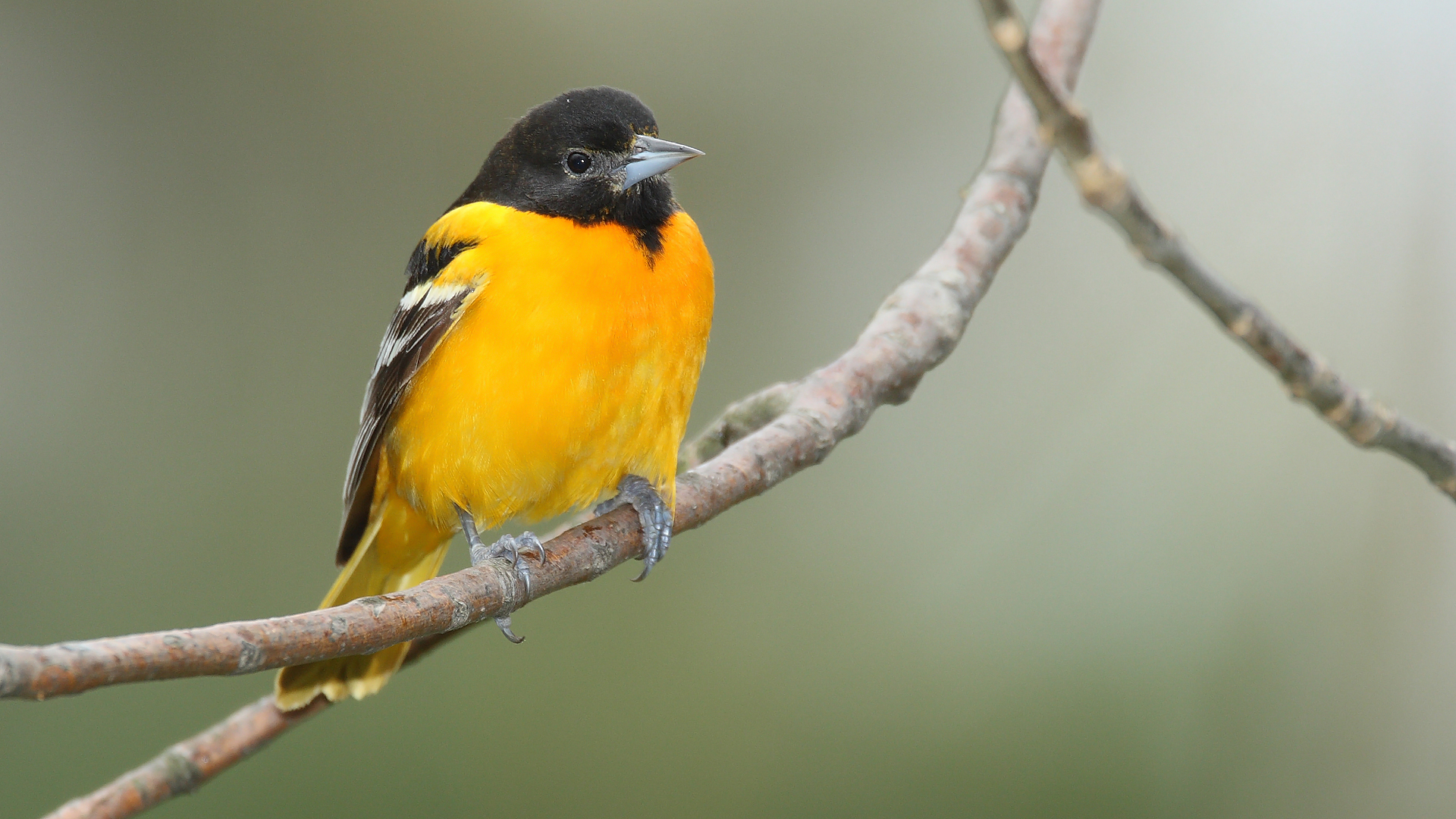 Northern Oriole wallpaper