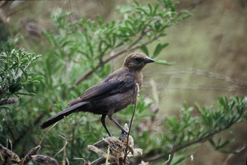 Cowbird wallpaper