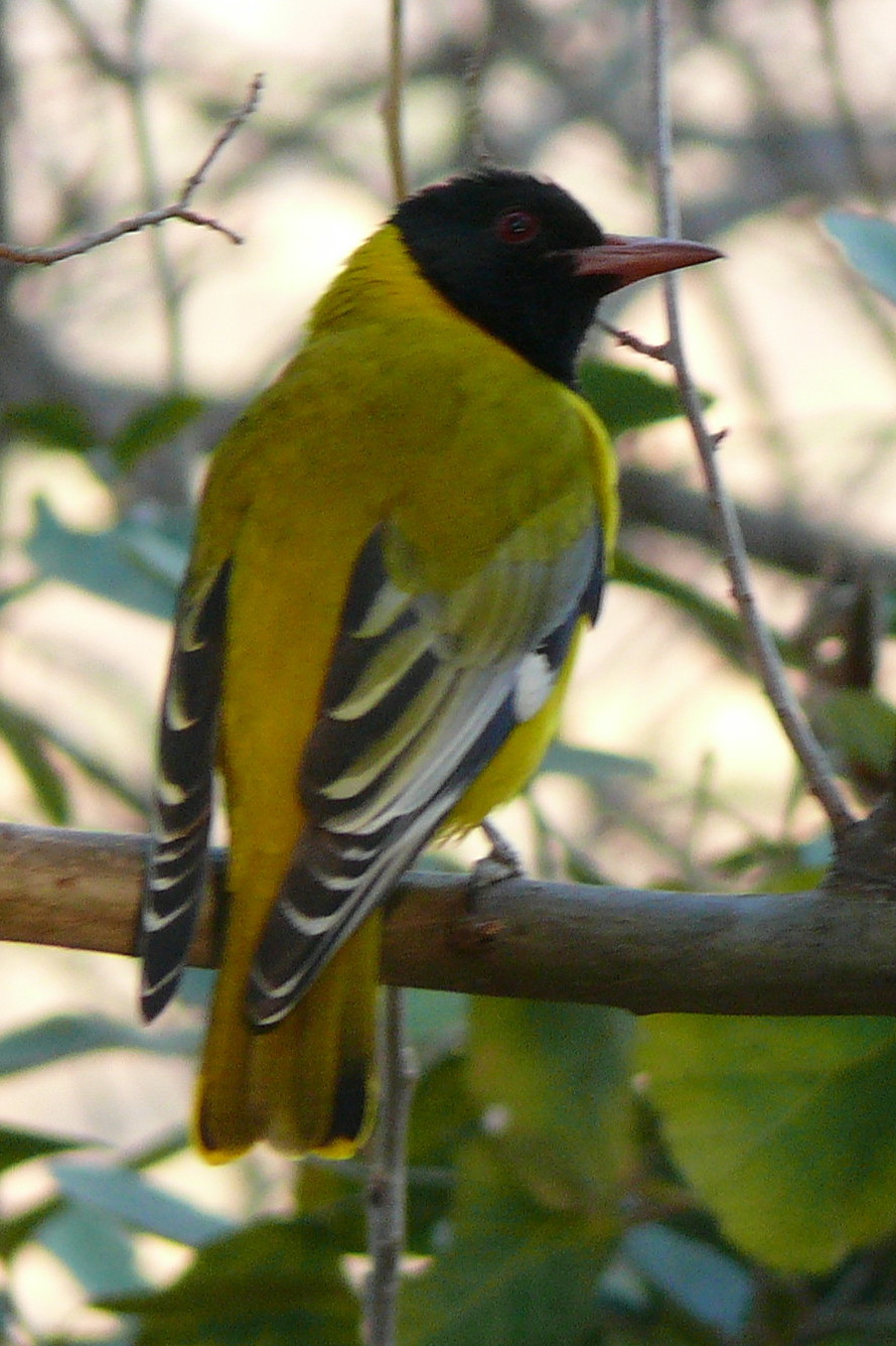 African Black-headed Oriole wallpaper