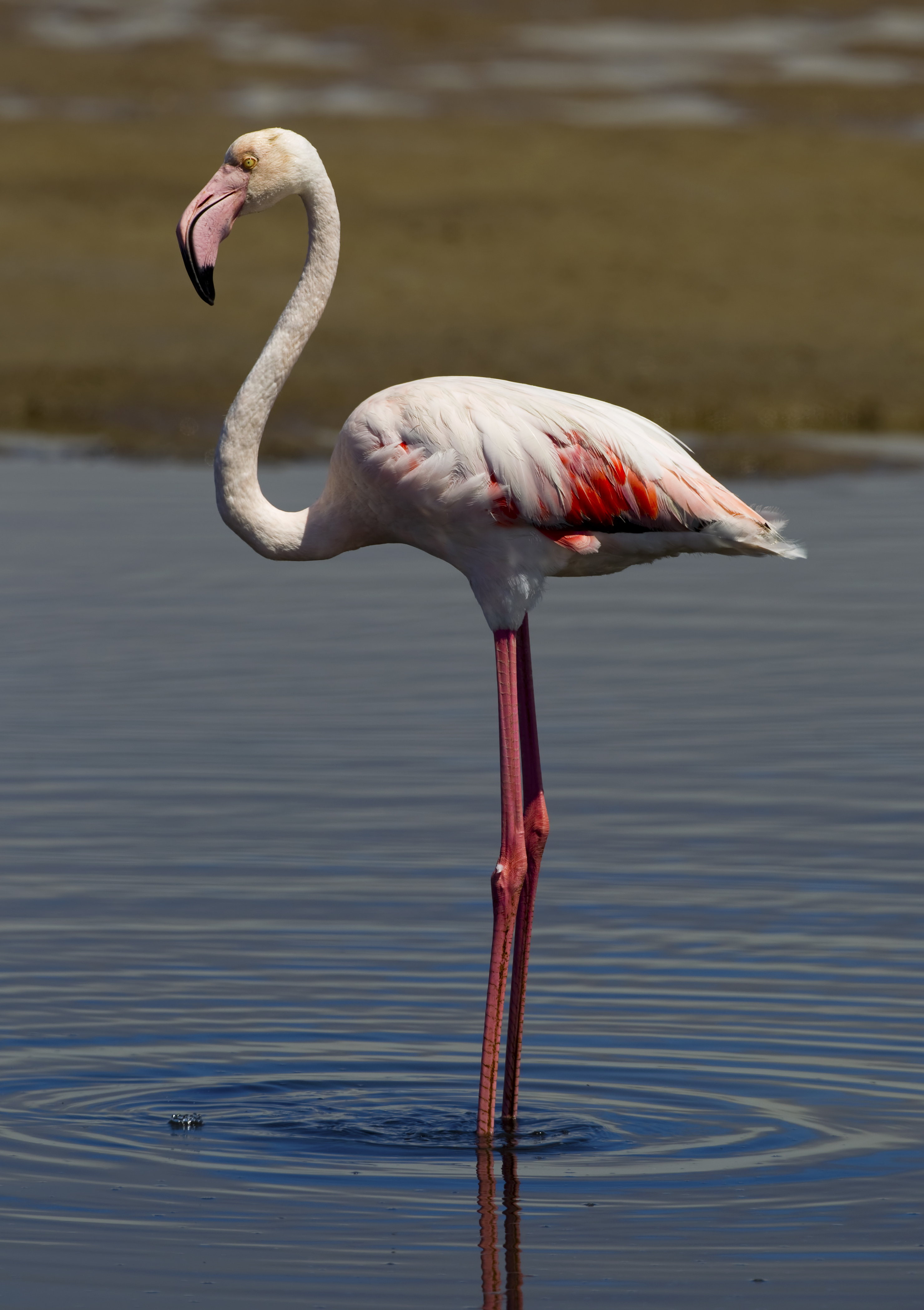 Greater Flamingo wallpaper