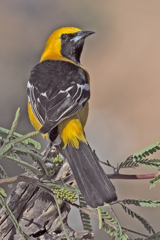 Hooded Oriole wallpaper