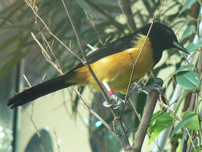 Montserrat Oriole wallpaper