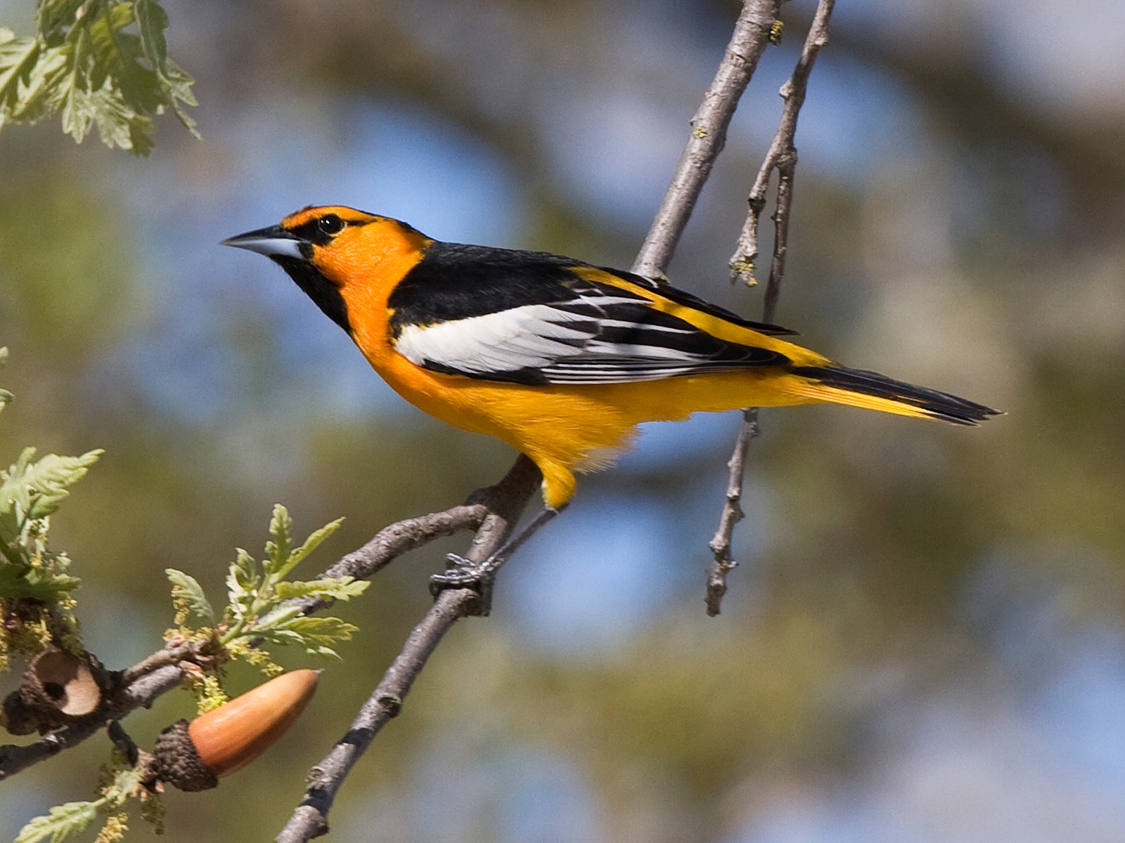 Bullock's Oriole wallpaper