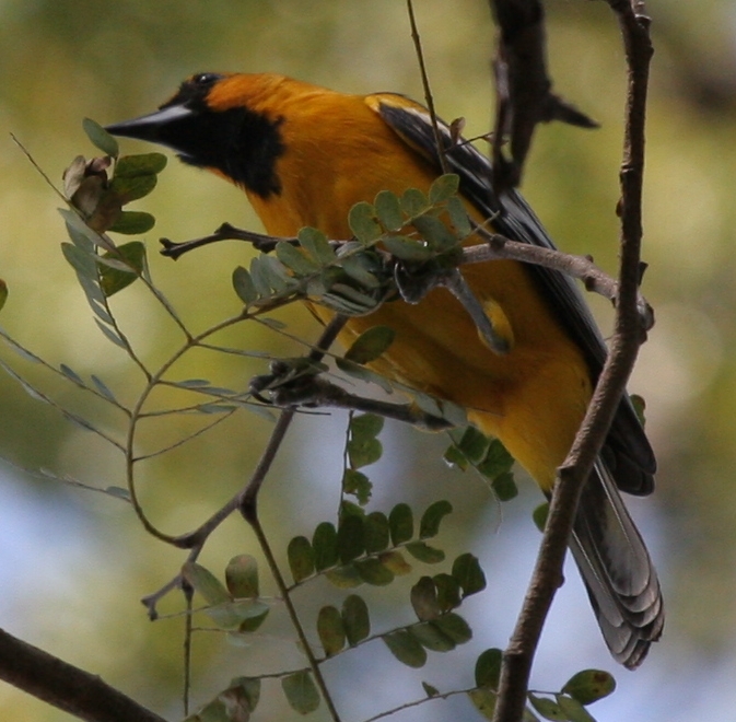 Streak-backed Oriole wallpaper