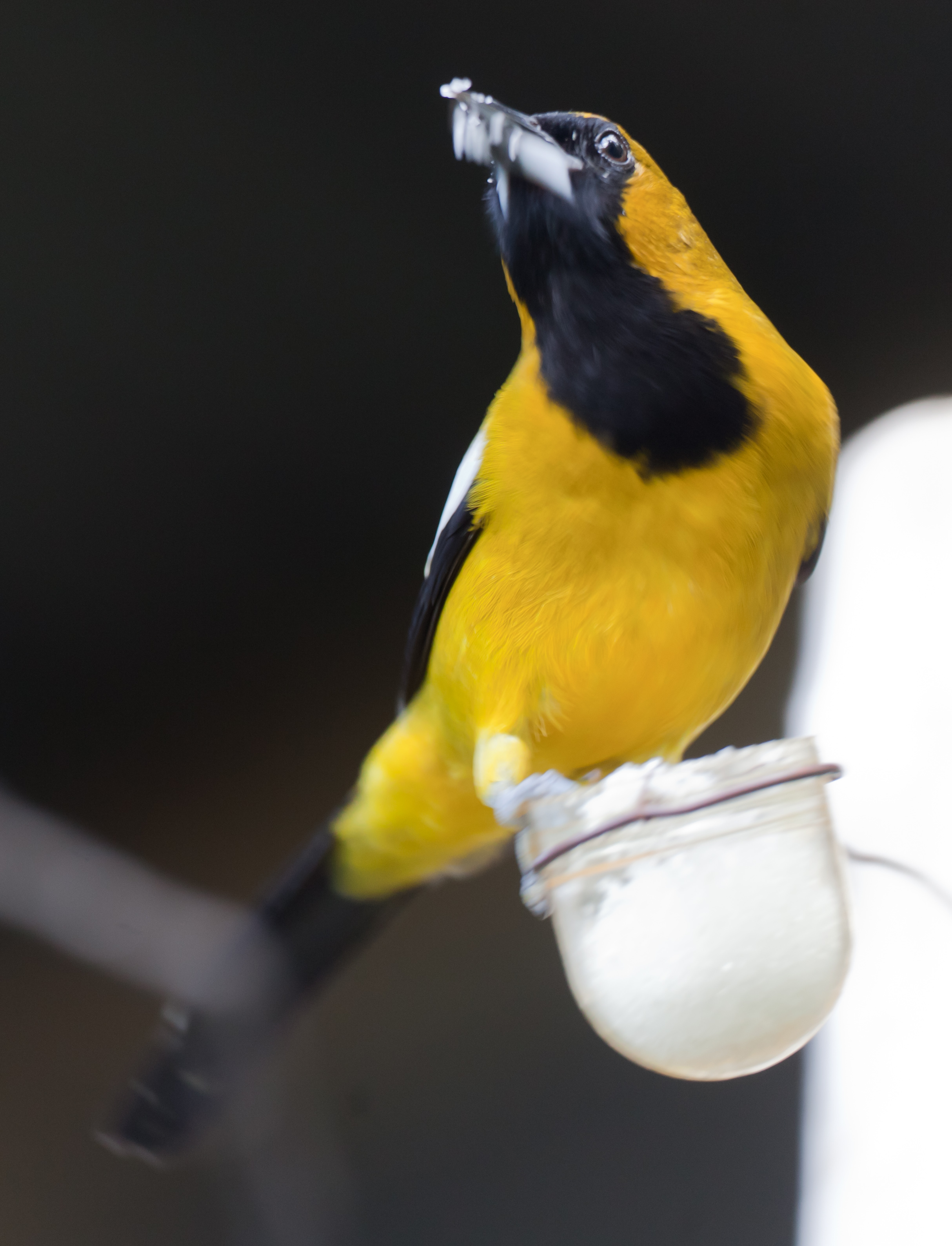 Jamaican Oriole wallpaper