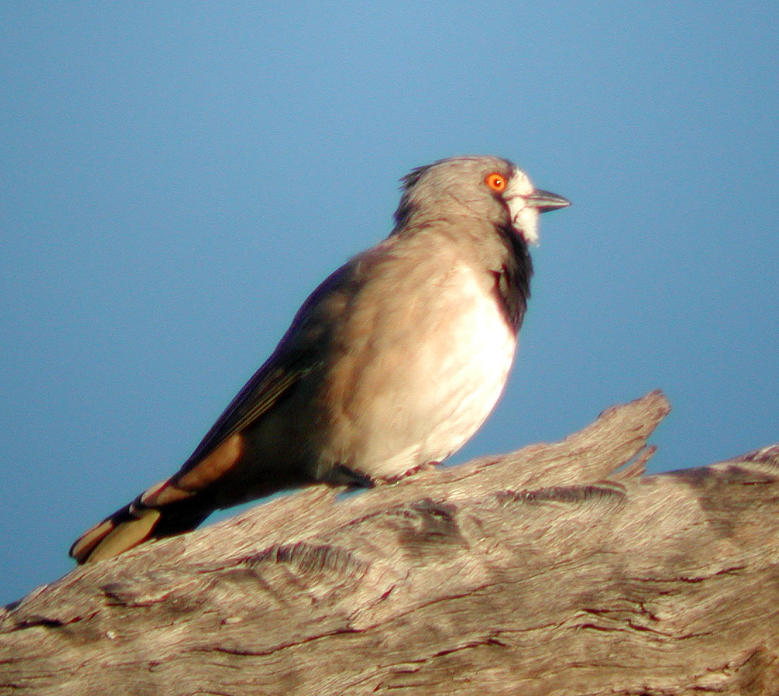 Crested Bellbird wallpaper