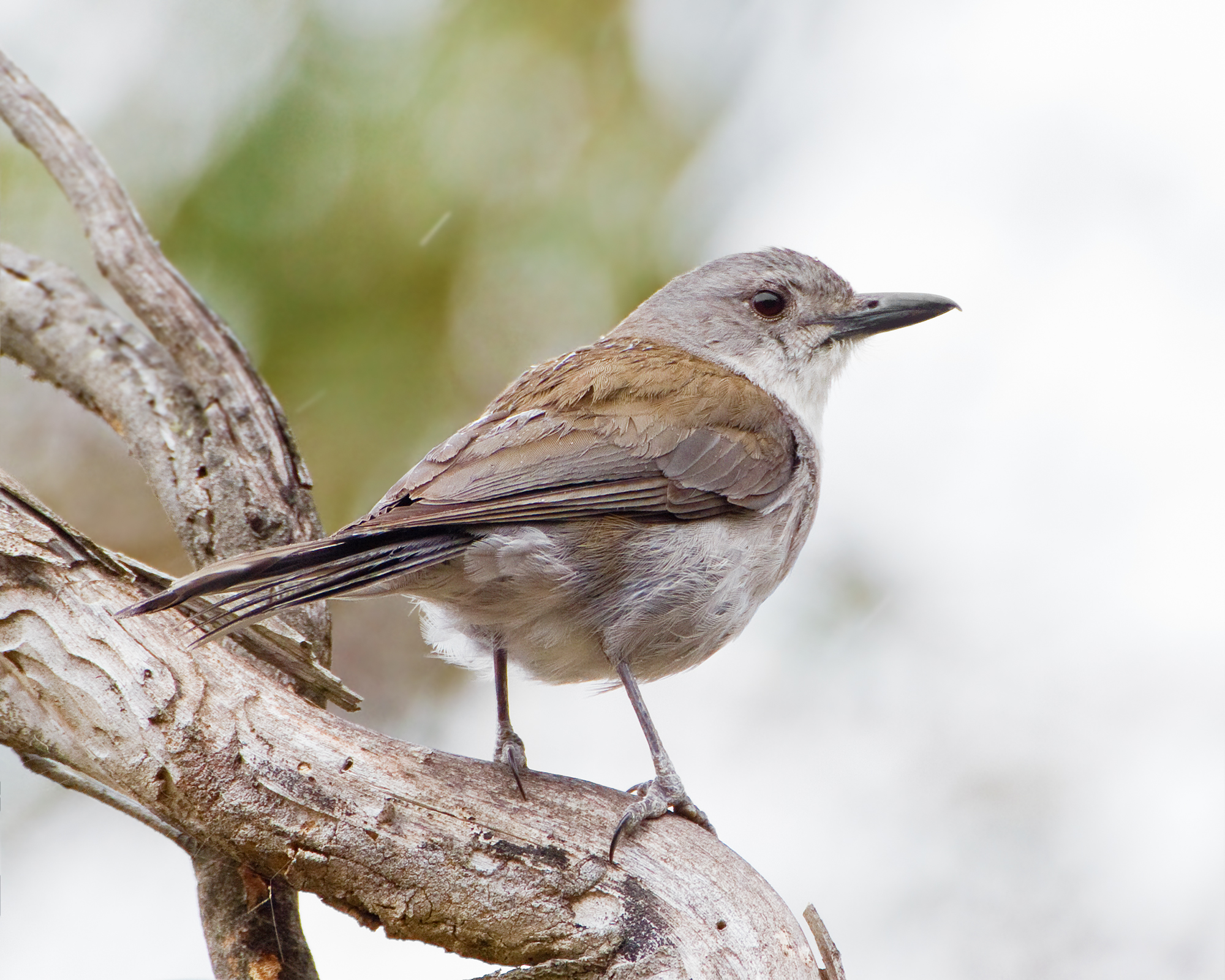 Grey Shrike-thrush wallpaper