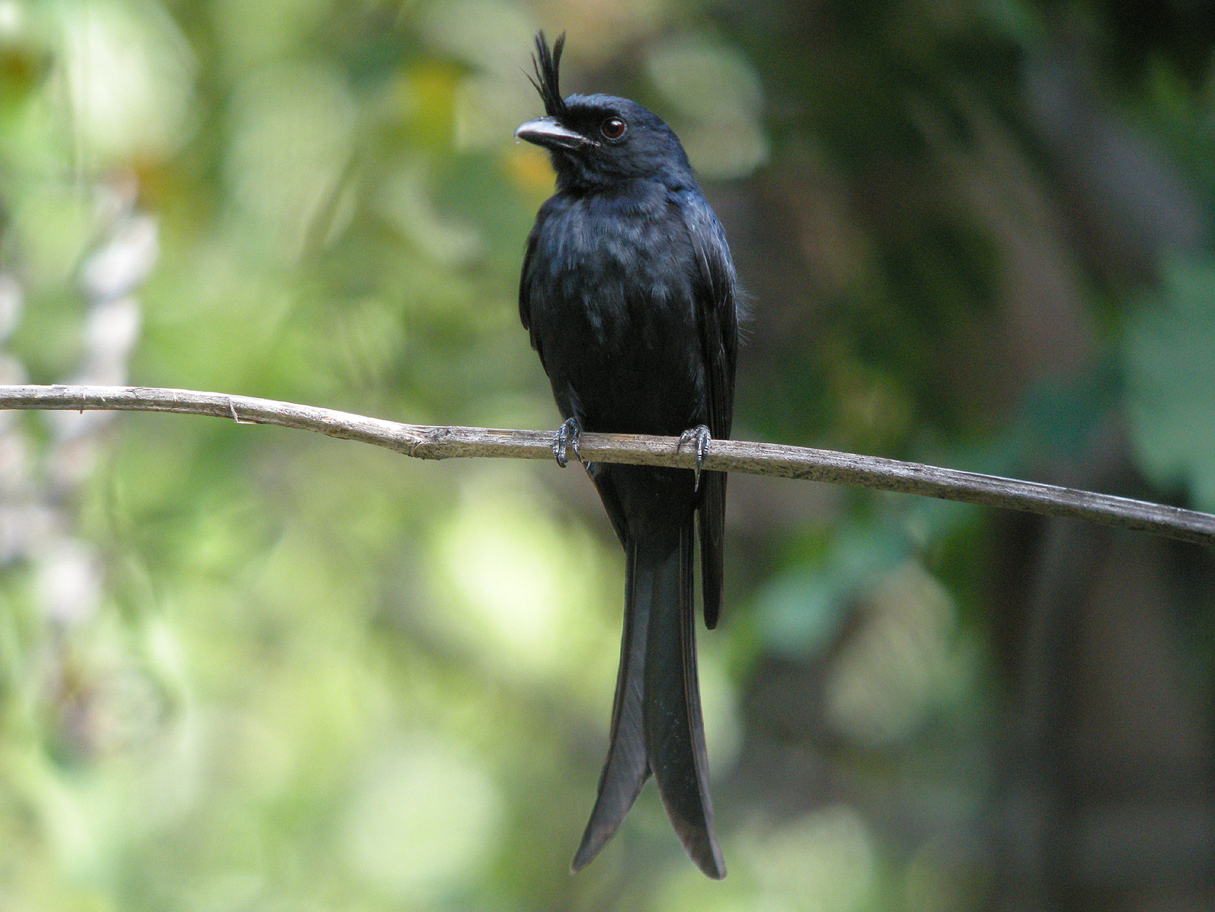Crested Drongo wallpaper
