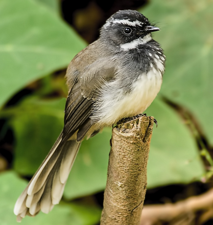 White-throated Fantail wallpaper