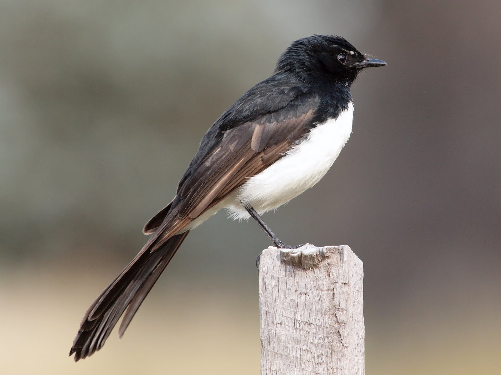 Willie Wagtail wallpaper