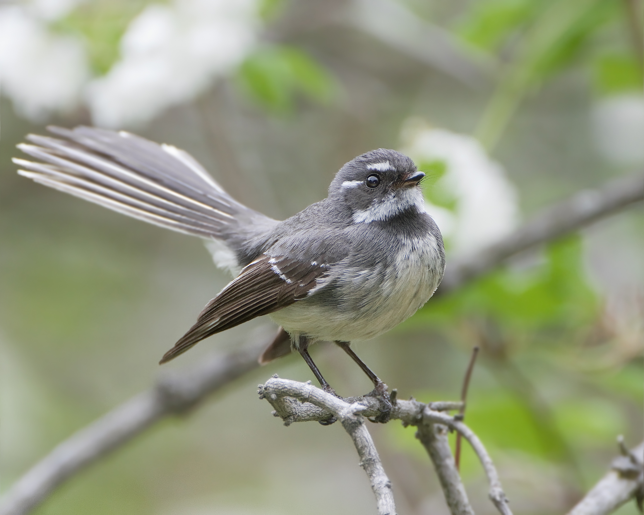 Grey Fantail wallpaper