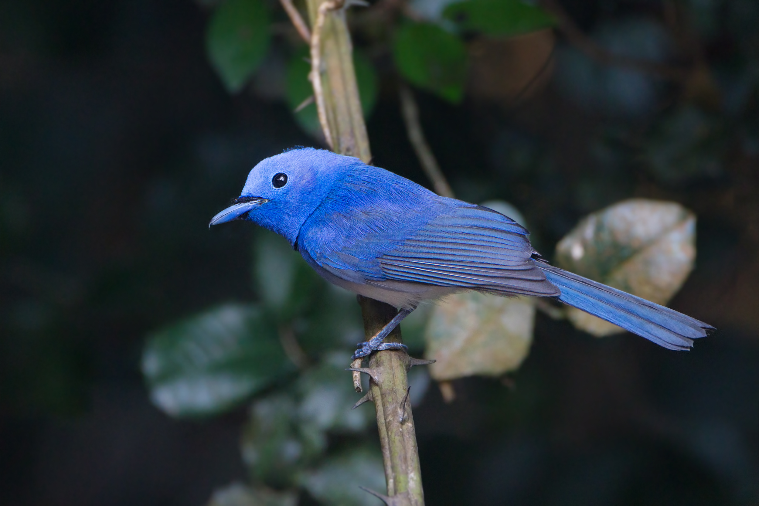 Black-naped Monarch wallpaper