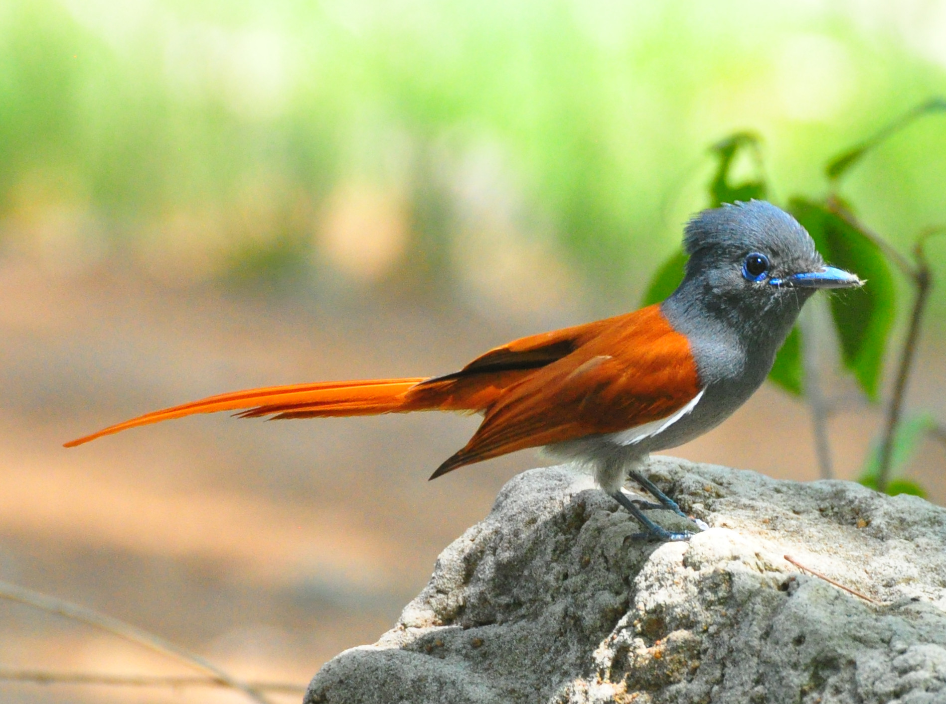 African Paradise-flycatcher wallpaper