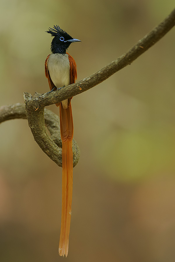 Asian Paradise-flycatcher wallpaper