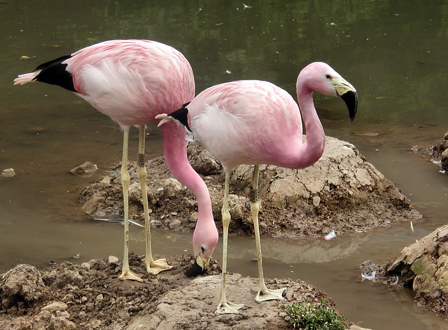 Andean Flamingo wallpaper