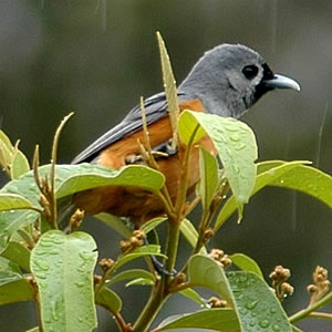 Black-faced Monarch wallpaper