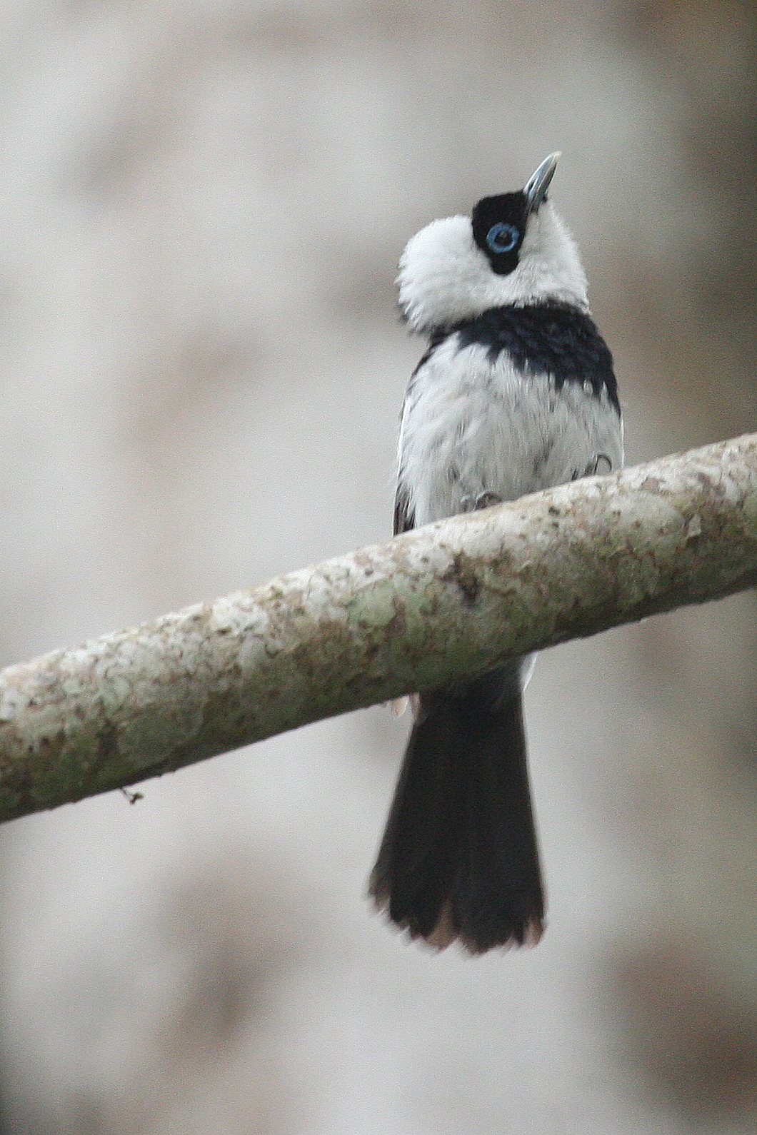 Pied Monarch wallpaper