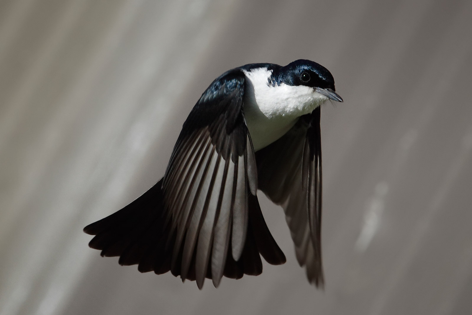 Restless Flycatcher wallpaper