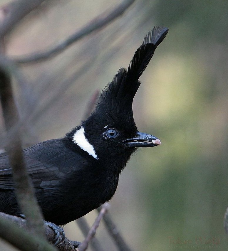 Crested Jay wallpaper