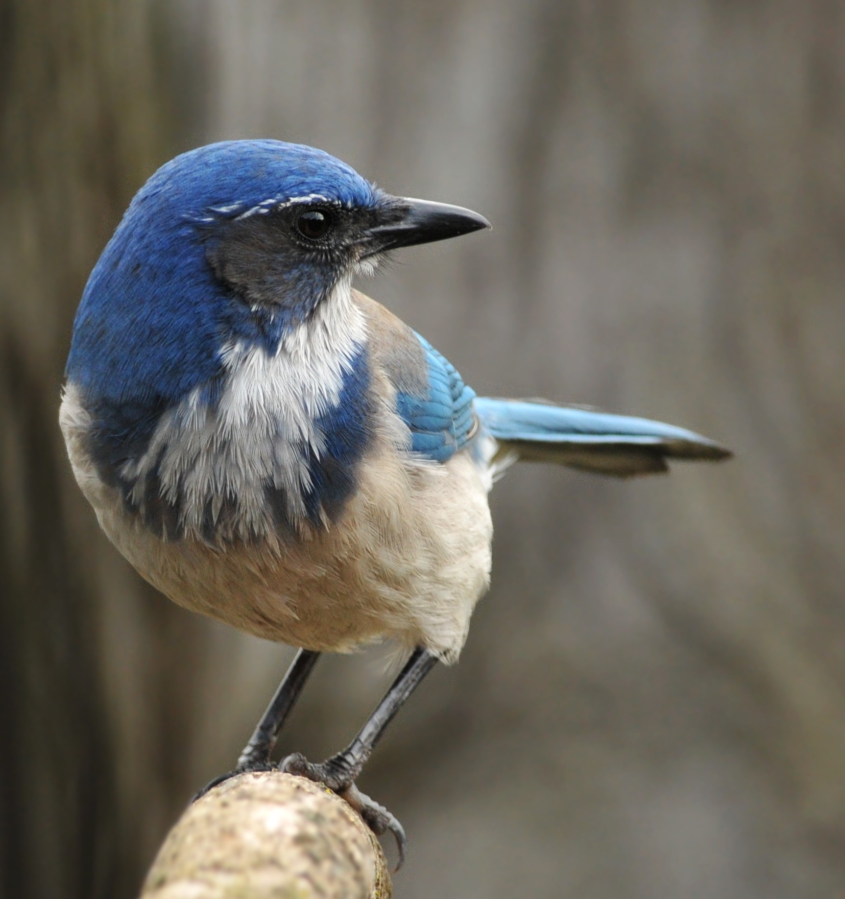 Western Scrub-jay wallpaper