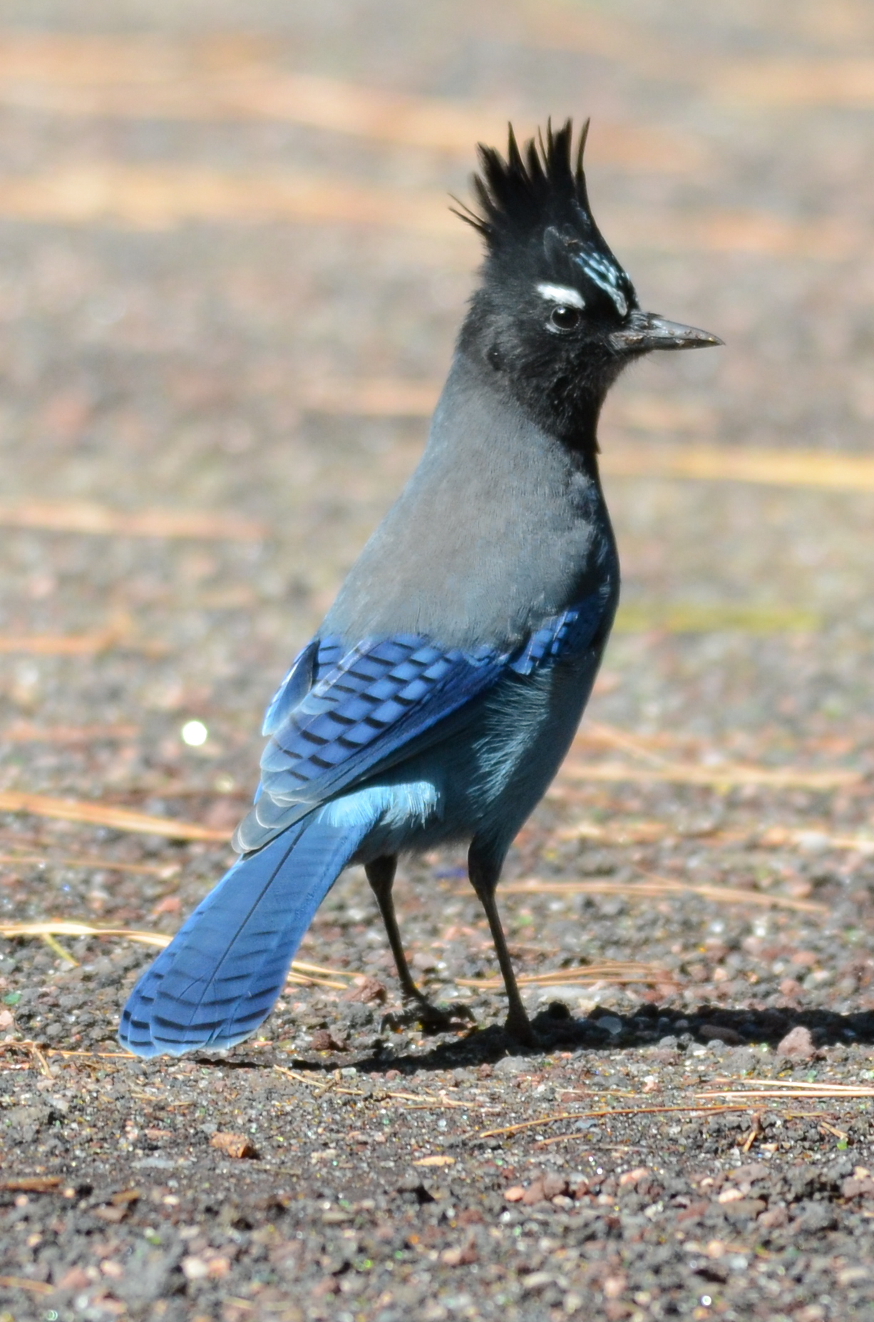 Steller's Jay wallpaper