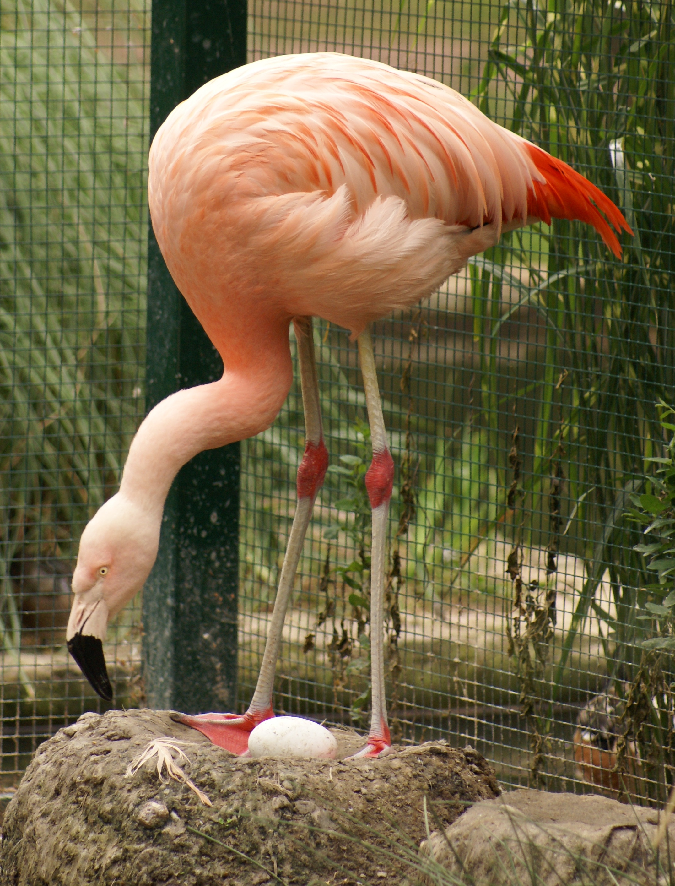 Chilean Flamingo wallpaper