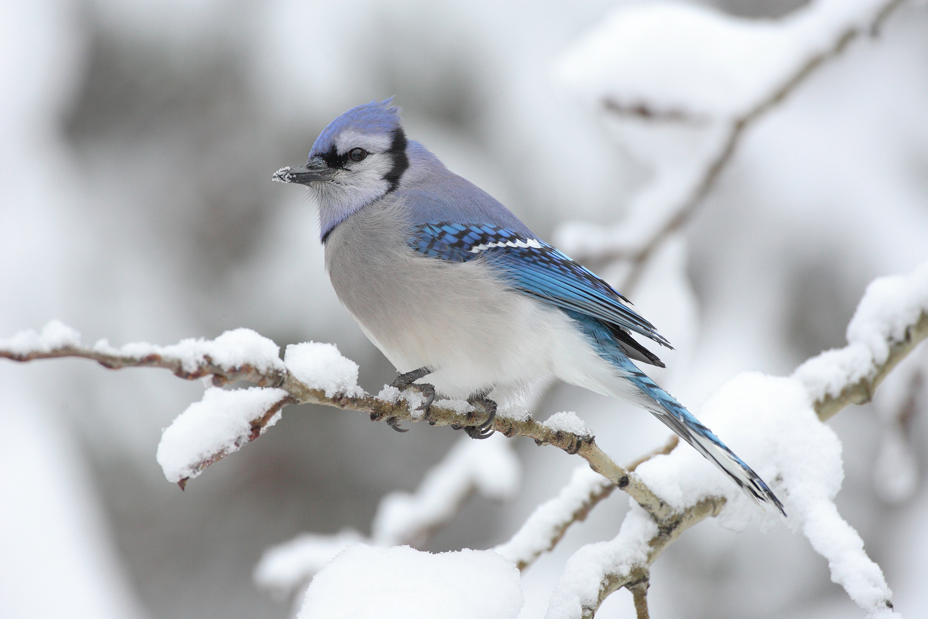 Blue Jay wallpaper