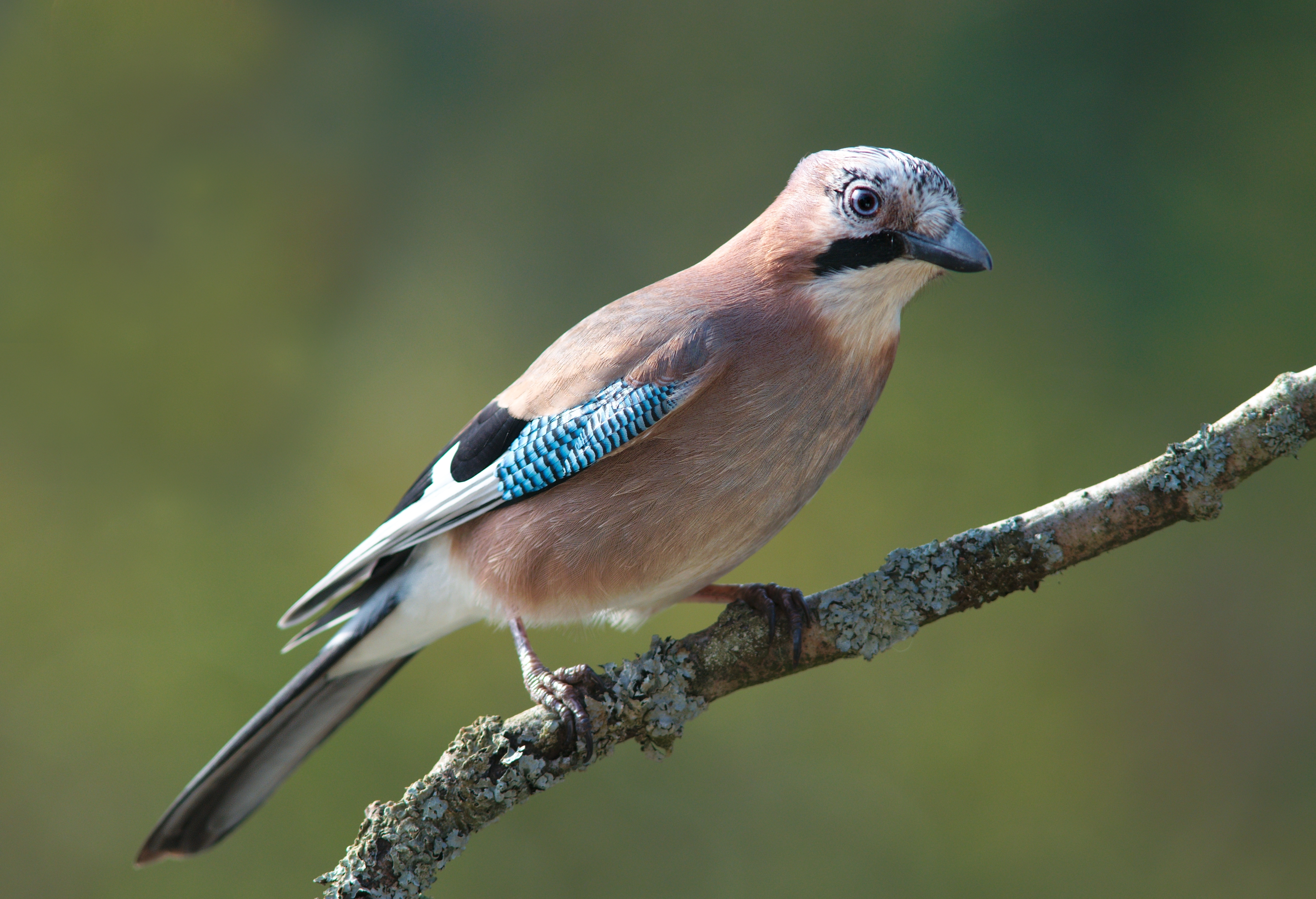 Eurasian Jay wallpaper