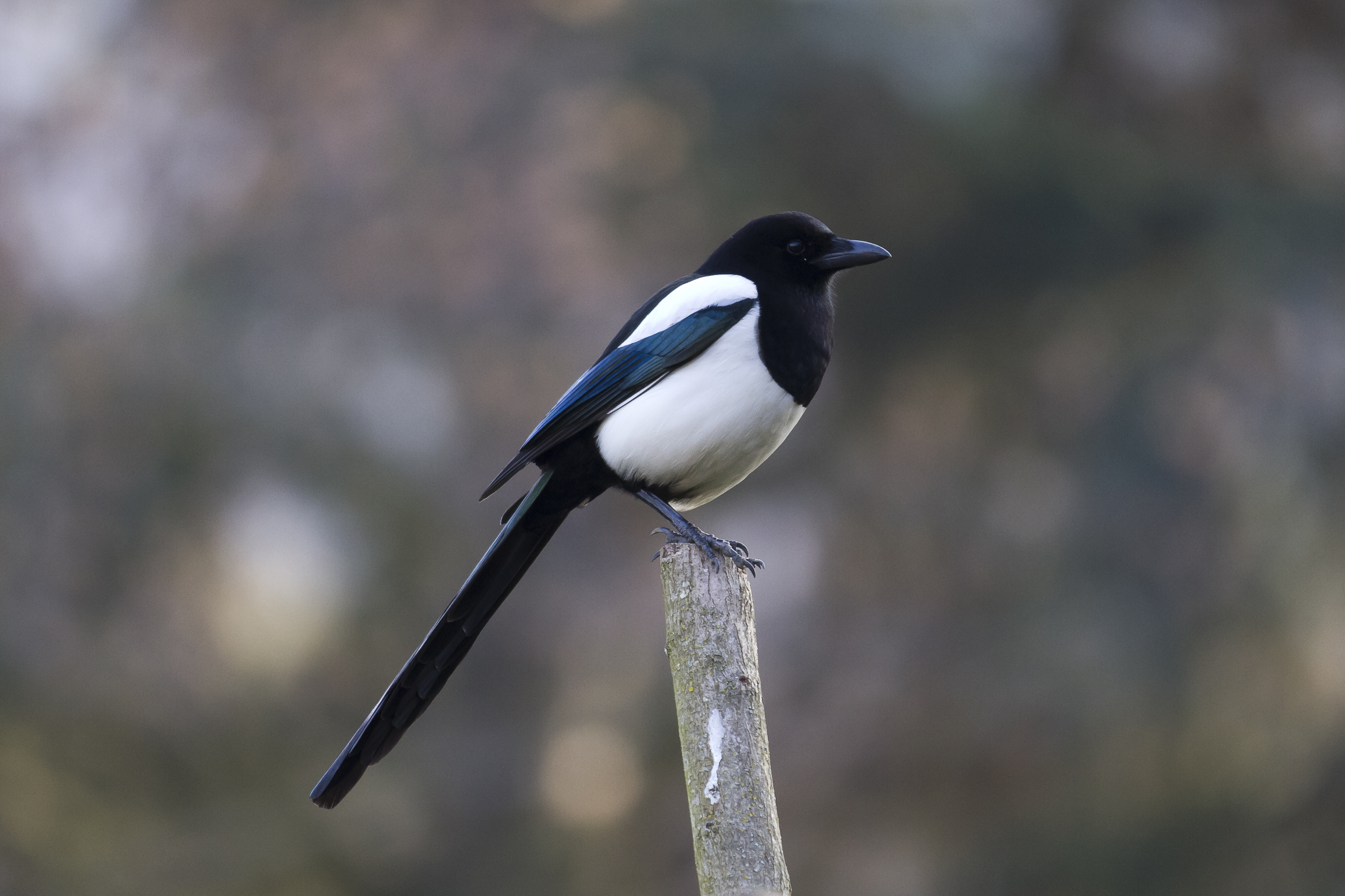 European Magpie wallpaper