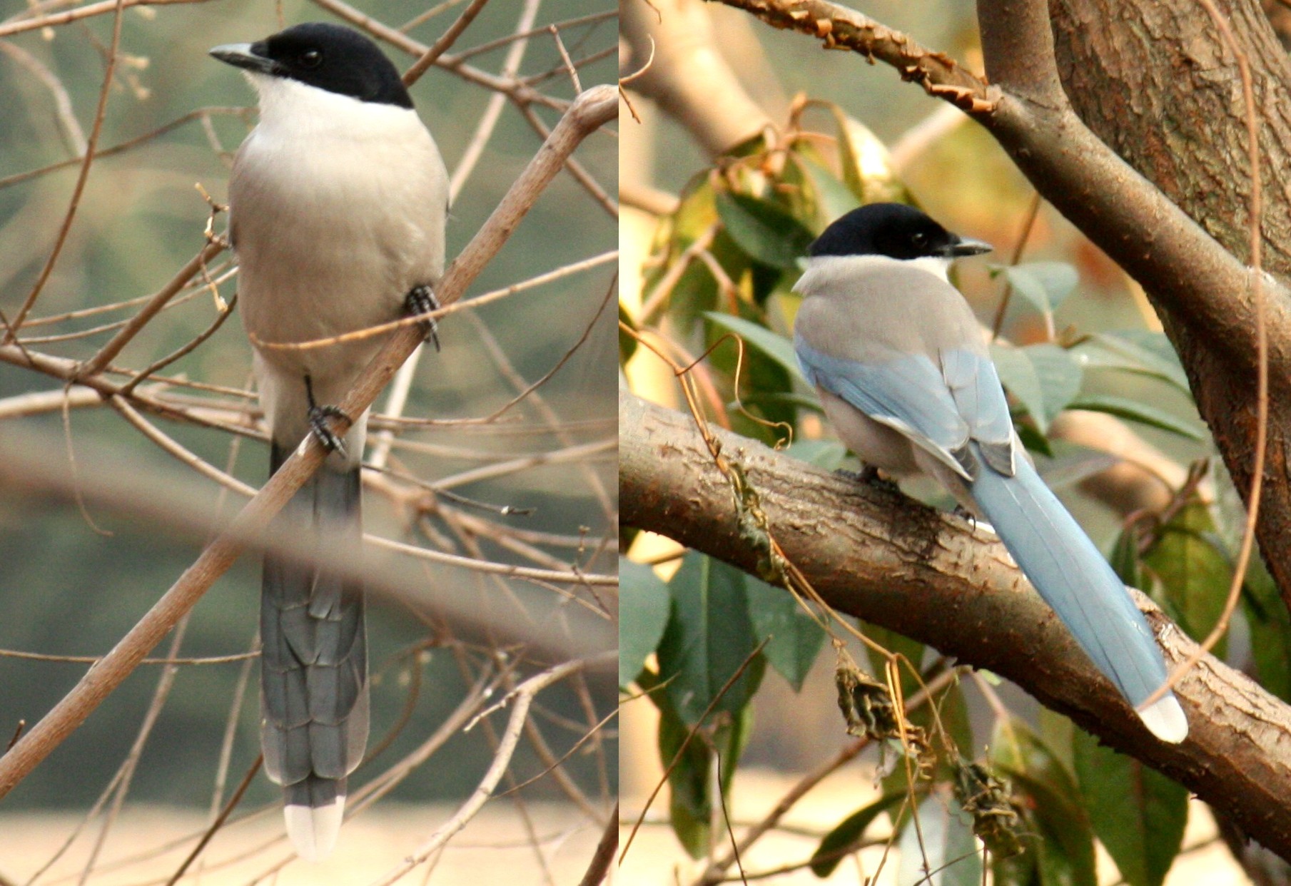 Azure-winged Magpie wallpaper