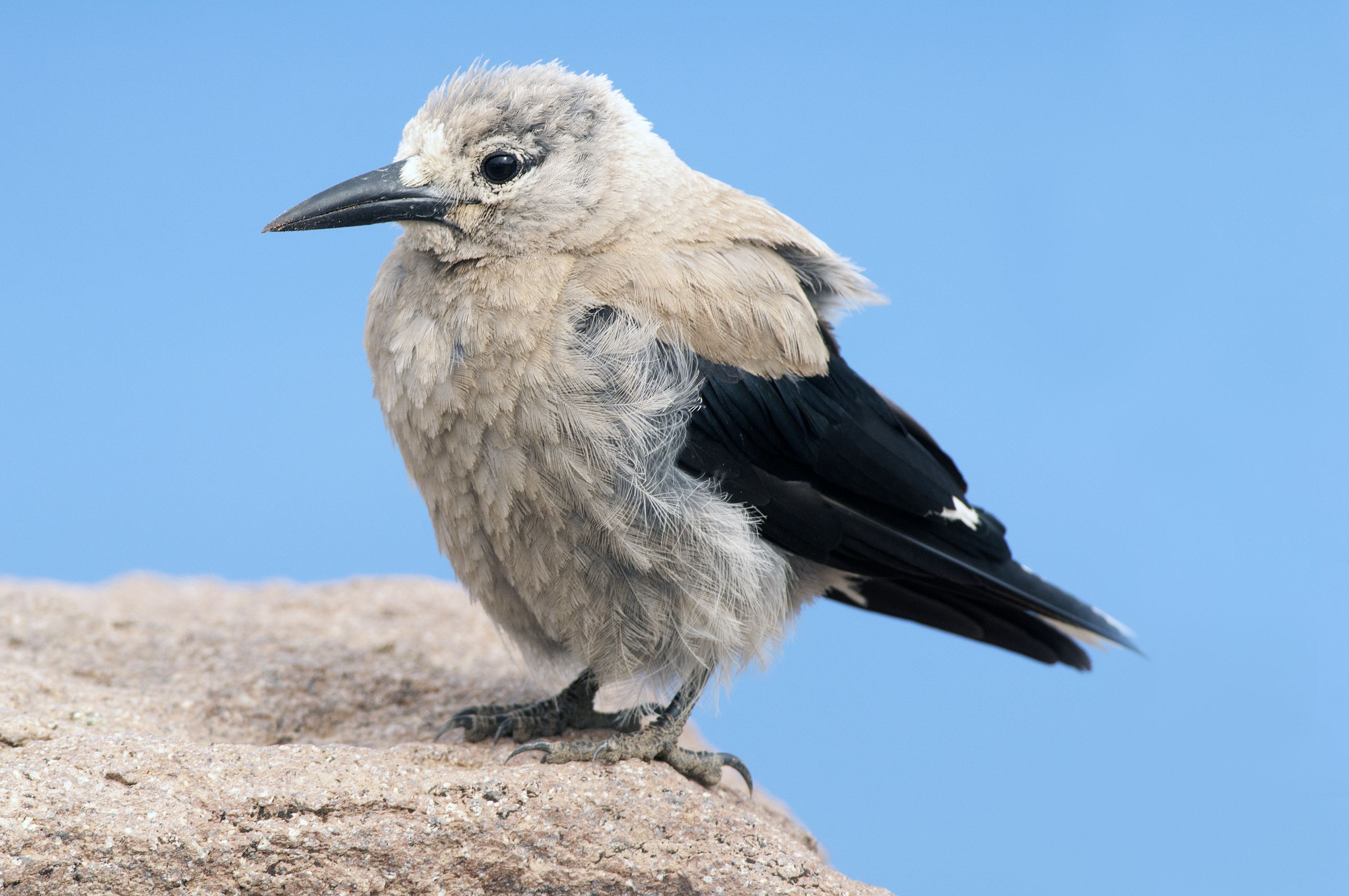 Clark's Nutcracker wallpaper